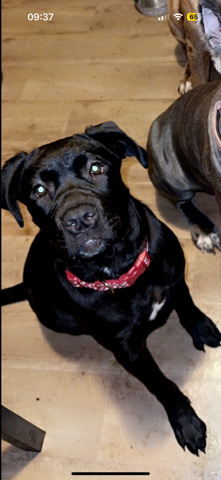 Cane Corso – Italian cane corso