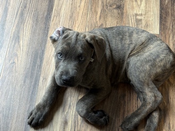 3mnt male cane corso 