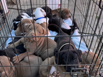 Adopt American Pit Bull Terrier 6week old American Bully in Los Angeles