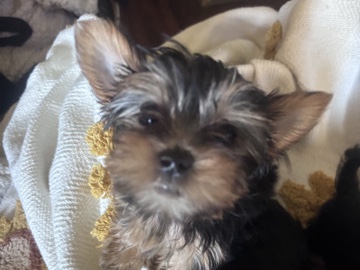 Yorkshire Terrier – Male teacup Yorkie – La Porte