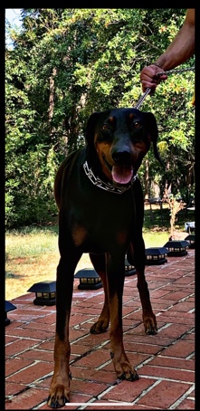 Doberman Pinscher – Doberman Rehome