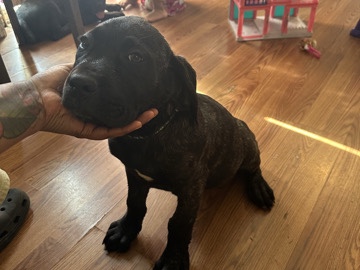 Cane Corso – cane Corso puppies – Fontana