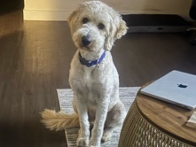 Goldendoodle – Golden Doodle pup – Round Rock