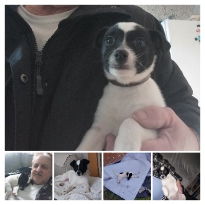 Jack Russell Terrier - Patch the Jack available for adoption in Manchester