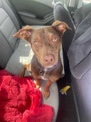Doberman Pinscher – Onyx