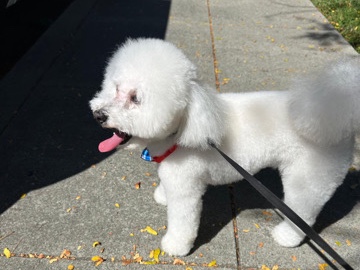 Poodle – Toy poodle – Santa Clara