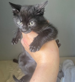 Boy Kitten
