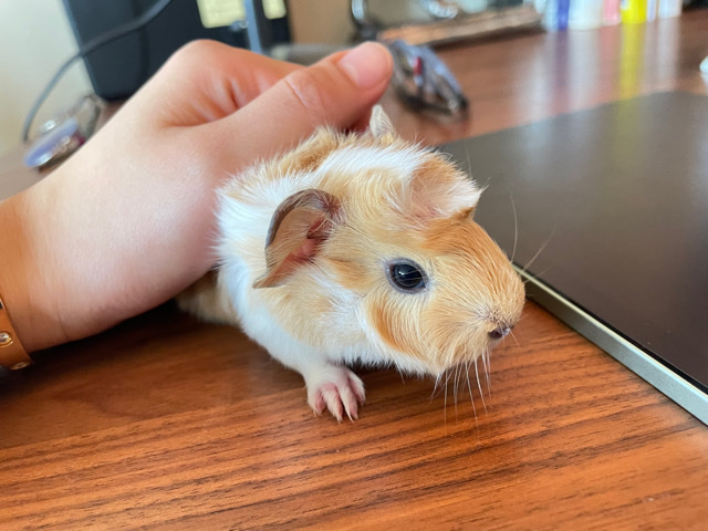 Guinea pig