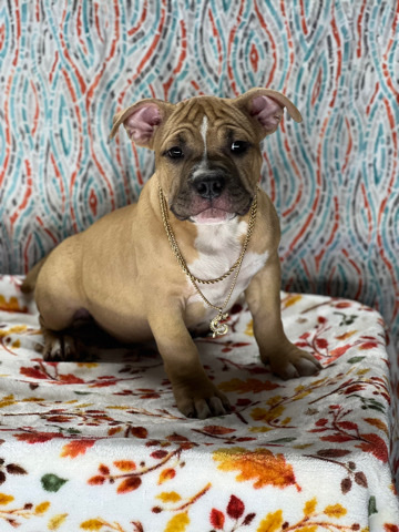 American bullies