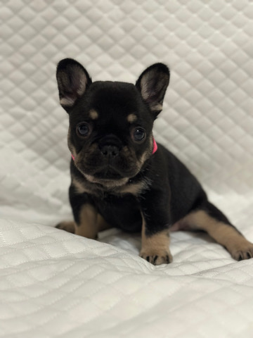 French Bulldog – Female Frenchie