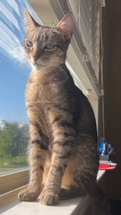 Nyla