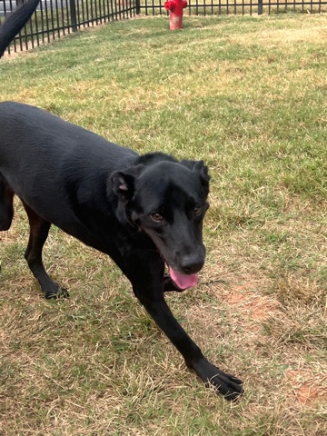 Labrador Retriever – black lab need good home