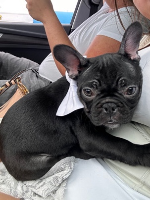French Bulldog – Frenchie female