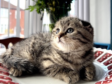 Scottish Fold – Beautiful kittens 💎💎💎 – Rochdale