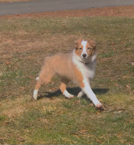 Shetland Sheepdog – Shetland Sheep Dog- Putnam, CT