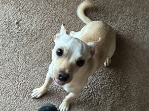 Chihuahua – 1-Year-Old Chihuahua in Need of Loving Home (Moving) – Happy Valley