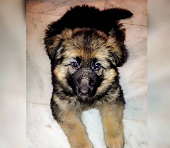 German Shepherd – German Shepherd Puppies