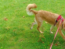Belgian Shepherd Dog (Malinois) – belgischer Schäferhund – Celle