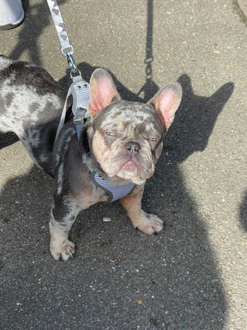 French Bulldog – French bulldog for sale