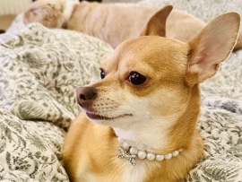 Chihuahua – Princess Nala Mae – San Diego