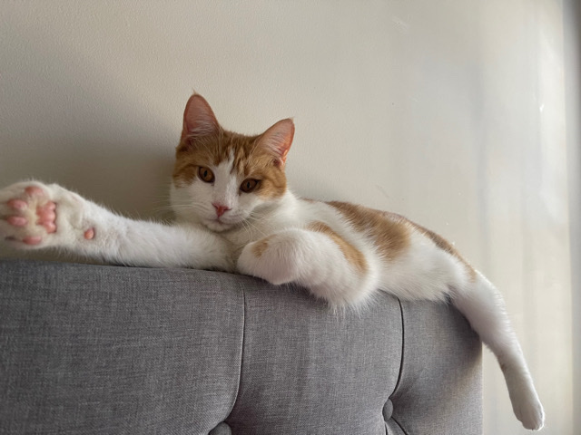 Looking to Re-Home