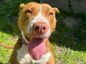 American Pit Bull Terrier – Sweet 3-Year-Old American Pit Bull in Pekin – Pekin