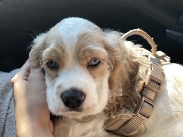 MEET FRANKLIN 🩵🥹