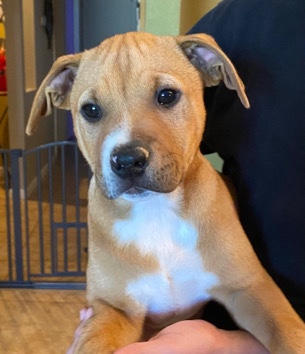 Labrador Retriever – lab and pit bull mix puppy
