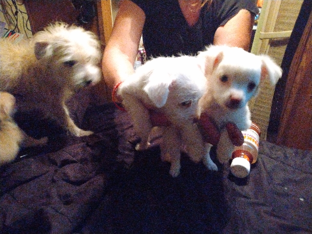 Rat Terrier – puppies for sale