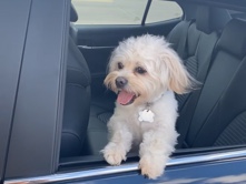 Shih Tzu – Shih Tzu/Maltipoo Needs New Home – Houston