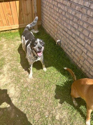 Australian Cattle Dog – Atlas Rehome