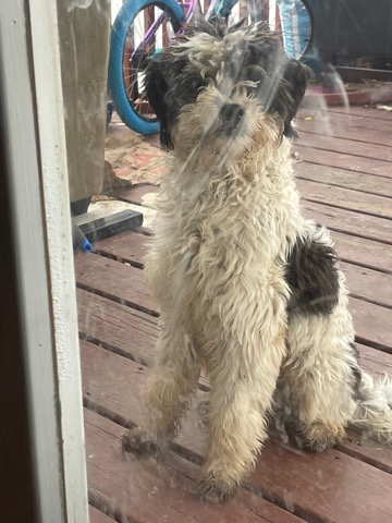 Bernedoodle
