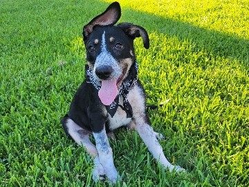 male puppy free to good home – Porter