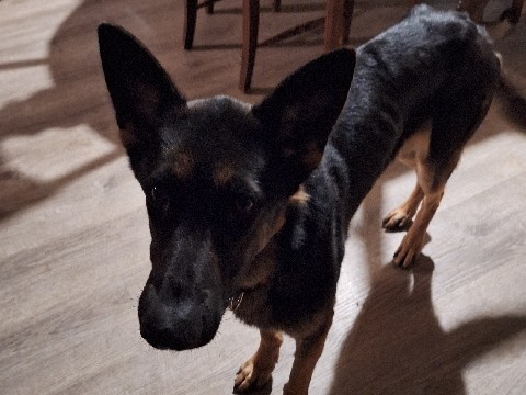German Shepherd – German Shepard Rehome – Burkett