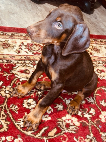 Doberman Pinscher – AKC doberman pups