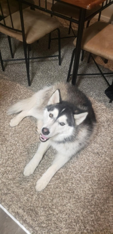 Siberian Husky – male husky