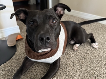 American Pit Bull Terrier – Looking for a Loving Home – Shreveport