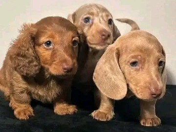 Dachshund – Super Adorable and healthy dachshund Puppies – Kansas City