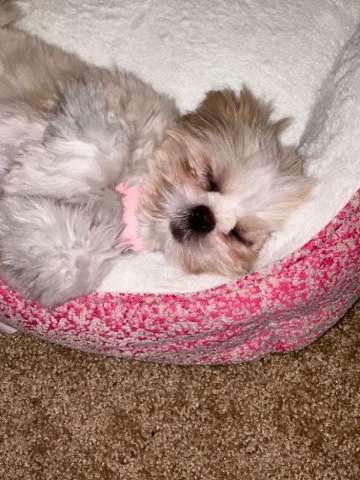 Lhasa Apso – Lhasa Apso for sale $***