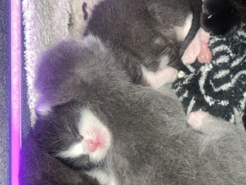 American Shorthair – kittens loving homes – Calumet City