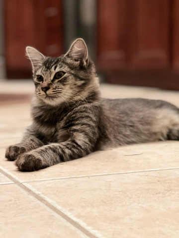 kitten