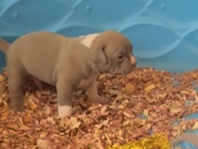 Bull Terrier – BRINDLE FAWN BULLY PUPPY – Dacula