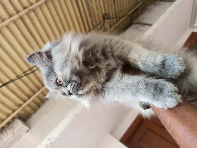 Persian Cat