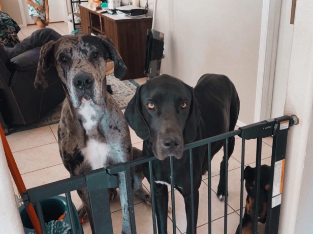 Great Dane Puppies for Sell 