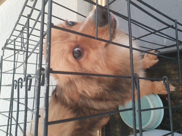 Pomeranian – Carlos