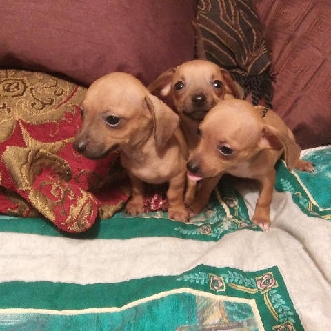 Dachshund – Chiweenies /\ Pug Mix Puppies
