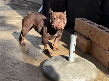American Bulldog – American bully – Menifee