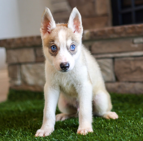 Siberian Husky