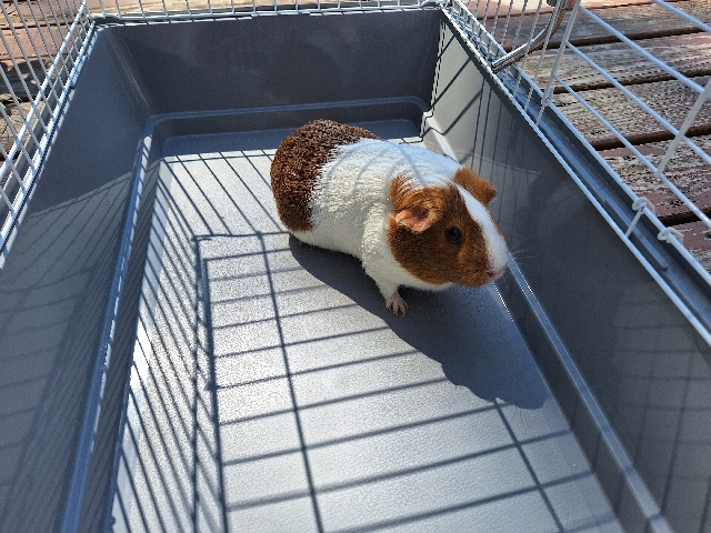 Guinea Pig