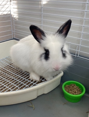 Lionhead – Onyx - Pet Rabbit